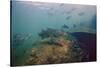 Common Snook (Centropomus Undecimalis) Crystal River, Florida, USA-Reinhard Dirscherl-Stretched Canvas