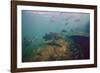 Common Snook (Centropomus Undecimalis) Crystal River, Florida, USA-Reinhard Dirscherl-Framed Photographic Print