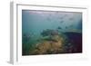 Common Snook (Centropomus Undecimalis) Crystal River, Florida, USA-Reinhard Dirscherl-Framed Photographic Print