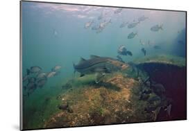 Common Snook (Centropomus Undecimalis) Crystal River, Florida, USA-Reinhard Dirscherl-Mounted Photographic Print