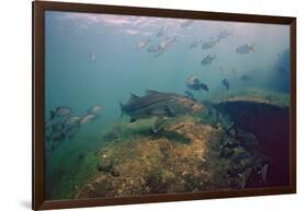 Common Snook (Centropomus Undecimalis) Crystal River, Florida, USA-Reinhard Dirscherl-Framed Photographic Print