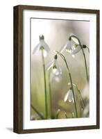 Common Snowdrop (Galanthus Nivalis)-Dr. Keith Wheeler-Framed Photographic Print