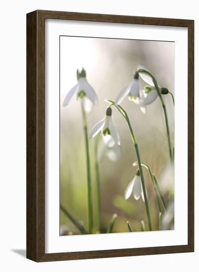 Common Snowdrop (Galanthus Nivalis)-Dr. Keith Wheeler-Framed Photographic Print