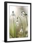 Common Snowdrop (Galanthus Nivalis)-Dr. Keith Wheeler-Framed Photographic Print