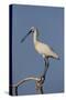 Common Spoonbill (Platalea Leucorodia) Perched on Branch, Lake Kerkini, Macedonia, Greece, May 2009-Widstrand-Stretched Canvas