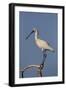 Common Spoonbill (Platalea Leucorodia) Perched on Branch, Lake Kerkini, Macedonia, Greece, May 2009-Widstrand-Framed Photographic Print