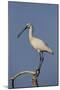 Common Spoonbill (Platalea Leucorodia) Perched on Branch, Lake Kerkini, Macedonia, Greece, May 2009-Widstrand-Mounted Photographic Print