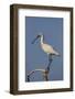 Common Spoonbill (Platalea Leucorodia) Perched on Branch, Lake Kerkini, Macedonia, Greece, May 2009-Widstrand-Framed Photographic Print