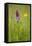 Common Spotted Orchid (Dactylorhiza Fuchsii), Flower Spike in Meadow, UK, June-Mark Hamblin-Framed Stretched Canvas