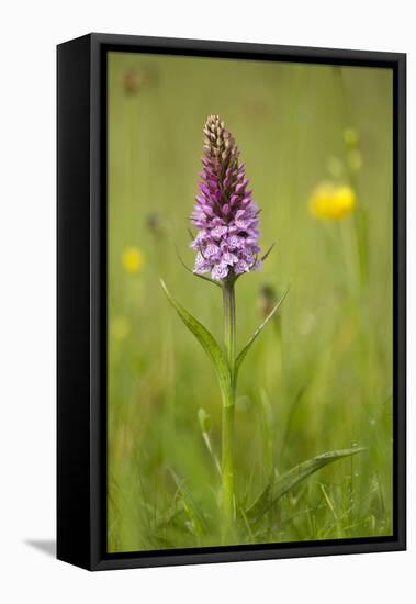 Common Spotted Orchid (Dactylorhiza Fuchsii), Flower Spike in Meadow, UK, June-Mark Hamblin-Framed Stretched Canvas