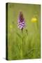 Common Spotted Orchid (Dactylorhiza Fuchsii), Flower Spike in Meadow, UK, June-Mark Hamblin-Stretched Canvas