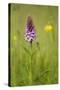 Common Spotted Orchid (Dactylorhiza Fuchsii), Flower Spike in Meadow, UK, June-Mark Hamblin-Stretched Canvas