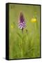 Common Spotted Orchid (Dactylorhiza Fuchsii), Flower Spike in Meadow, UK, June-Mark Hamblin-Framed Stretched Canvas