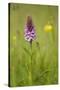 Common Spotted Orchid (Dactylorhiza Fuchsii), Flower Spike in Meadow, UK, June-Mark Hamblin-Stretched Canvas
