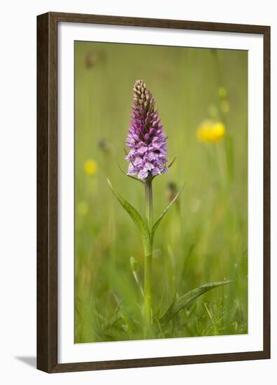 Common Spotted Orchid (Dactylorhiza Fuchsii), Flower Spike in Meadow, UK, June-Mark Hamblin-Framed Premium Photographic Print