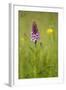 Common Spotted Orchid (Dactylorhiza Fuchsii), Flower Spike in Meadow, UK, June-Mark Hamblin-Framed Premium Photographic Print