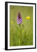 Common Spotted Orchid (Dactylorhiza Fuchsii), Flower Spike in Meadow, UK, June-Mark Hamblin-Framed Premium Photographic Print