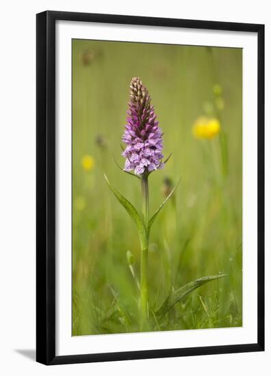 Common Spotted Orchid (Dactylorhiza Fuchsii), Flower Spike in Meadow, UK, June-Mark Hamblin-Framed Premium Photographic Print