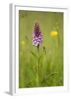 Common Spotted Orchid (Dactylorhiza Fuchsii), Flower Spike in Meadow, UK, June-Mark Hamblin-Framed Premium Photographic Print