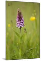 Common Spotted Orchid (Dactylorhiza Fuchsii), Flower Spike in Meadow, UK, June-Mark Hamblin-Mounted Premium Photographic Print