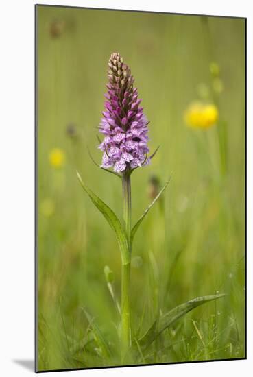 Common Spotted Orchid (Dactylorhiza Fuchsii), Flower Spike in Meadow, UK, June-Mark Hamblin-Mounted Premium Photographic Print