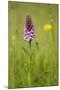 Common Spotted Orchid (Dactylorhiza Fuchsii), Flower Spike in Meadow, UK, June-Mark Hamblin-Mounted Premium Photographic Print