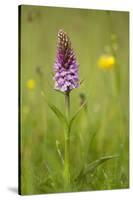 Common Spotted Orchid (Dactylorhiza Fuchsii), Flower Spike in Meadow, UK, June-Mark Hamblin-Stretched Canvas