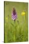 Common Spotted Orchid (Dactylorhiza Fuchsii), Flower Spike in Meadow, UK, June-Mark Hamblin-Stretched Canvas