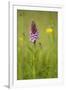 Common Spotted Orchid (Dactylorhiza Fuchsii), Flower Spike in Meadow, UK, June-Mark Hamblin-Framed Photographic Print