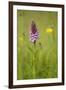 Common Spotted Orchid (Dactylorhiza Fuchsii), Flower Spike in Meadow, UK, June-Mark Hamblin-Framed Photographic Print