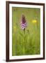 Common Spotted Orchid (Dactylorhiza Fuchsii), Flower Spike in Meadow, UK, June-Mark Hamblin-Framed Photographic Print