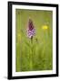 Common Spotted Orchid (Dactylorhiza Fuchsii), Flower Spike in Meadow, UK, June-Mark Hamblin-Framed Photographic Print