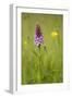 Common Spotted Orchid (Dactylorhiza Fuchsii), Flower Spike in Meadow, UK, June-Mark Hamblin-Framed Photographic Print