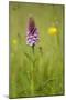 Common Spotted Orchid (Dactylorhiza Fuchsii), Flower Spike in Meadow, UK, June-Mark Hamblin-Mounted Photographic Print