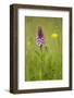 Common Spotted Orchid (Dactylorhiza Fuchsii), Flower Spike in Meadow, UK, June-Mark Hamblin-Framed Photographic Print