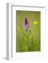 Common Spotted Orchid (Dactylorhiza Fuchsii), Flower Spike in Meadow, UK, June-Mark Hamblin-Framed Photographic Print