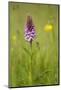 Common Spotted Orchid (Dactylorhiza Fuchsii), Flower Spike in Meadow, UK, June-Mark Hamblin-Mounted Photographic Print