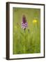 Common Spotted Orchid (Dactylorhiza Fuchsii), Flower Spike in Meadow, UK, June-Mark Hamblin-Framed Photographic Print