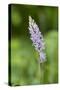 Common Spotted Orchid (Dactylorhiza Fuchsii)-null-Stretched Canvas