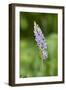 Common Spotted Orchid (Dactylorhiza Fuchsii)-null-Framed Photographic Print