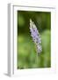 Common Spotted Orchid (Dactylorhiza Fuchsii)-null-Framed Photographic Print