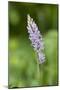 Common Spotted Orchid (Dactylorhiza Fuchsii)-null-Mounted Photographic Print