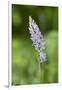 Common Spotted Orchid (Dactylorhiza Fuchsii)-null-Framed Photographic Print