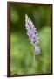 Common Spotted Orchid (Dactylorhiza Fuchsii)-null-Framed Photographic Print