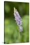 Common Spotted Orchid (Dactylorhiza Fuchsii)-null-Stretched Canvas