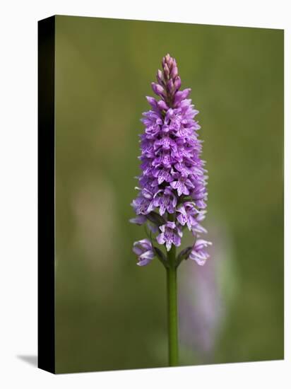 Common Spotted Orchid, Gait Barrows Nature Reserve, Arnside, Cumbria, England-Steve & Ann Toon-Stretched Canvas