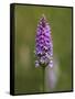 Common Spotted Orchid, Gait Barrows Nature Reserve, Arnside, Cumbria, England-Steve & Ann Toon-Framed Stretched Canvas