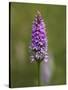 Common Spotted Orchid, Gait Barrows Nature Reserve, Arnside, Cumbria, England-Steve & Ann Toon-Stretched Canvas