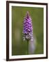 Common Spotted Orchid, Gait Barrows Nature Reserve, Arnside, Cumbria, England-Steve & Ann Toon-Framed Photographic Print