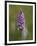 Common Spotted Orchid, Gait Barrows Nature Reserve, Arnside, Cumbria, England-Steve & Ann Toon-Framed Photographic Print